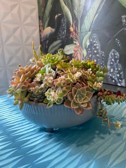 Elegant Succulent Arrangement - IMG_9766