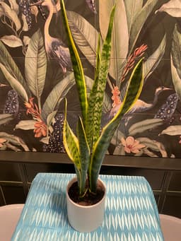 Snake Plant - Simply Elegant - IMG_9788