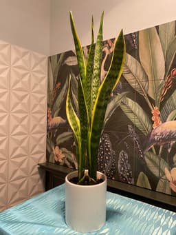 Snake Plant - Simply Elegant - IMG_9790